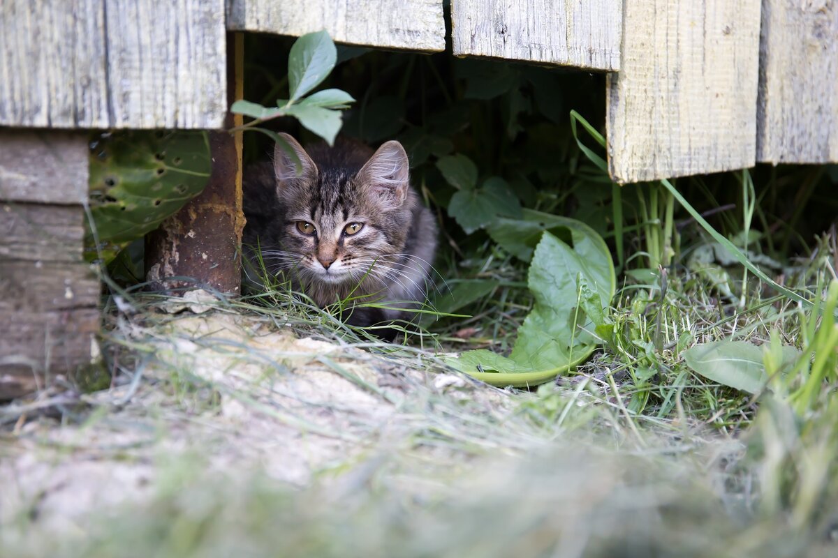 Котенок на даче