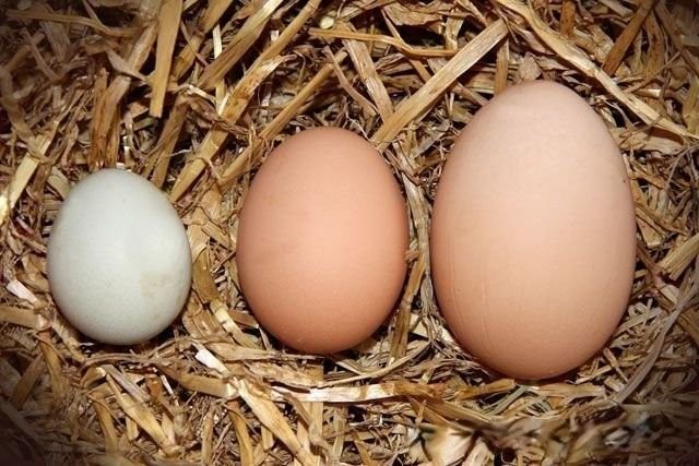 Кура несет мелкие яйца. Двухжелтковое яйцо. Яйцо несушки мелкое. Куры несут мелкие яйца.