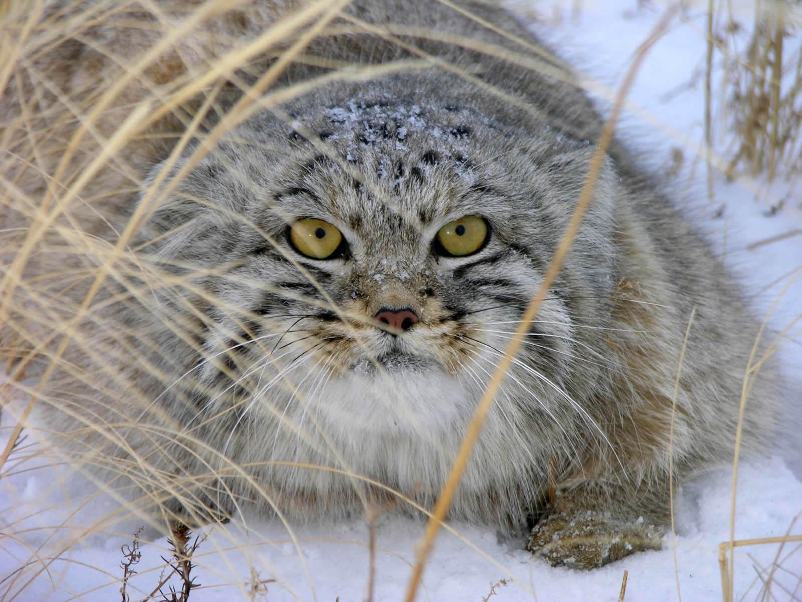 Кот манул забайкальского края фото