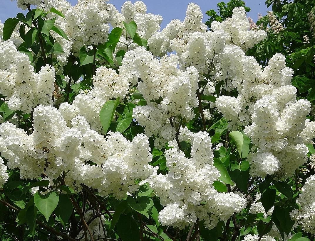 Сирень белая куст