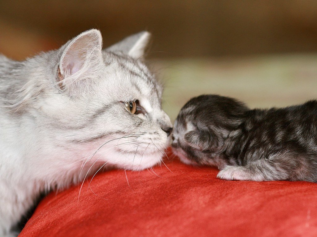 Мама кошка и котенок фото