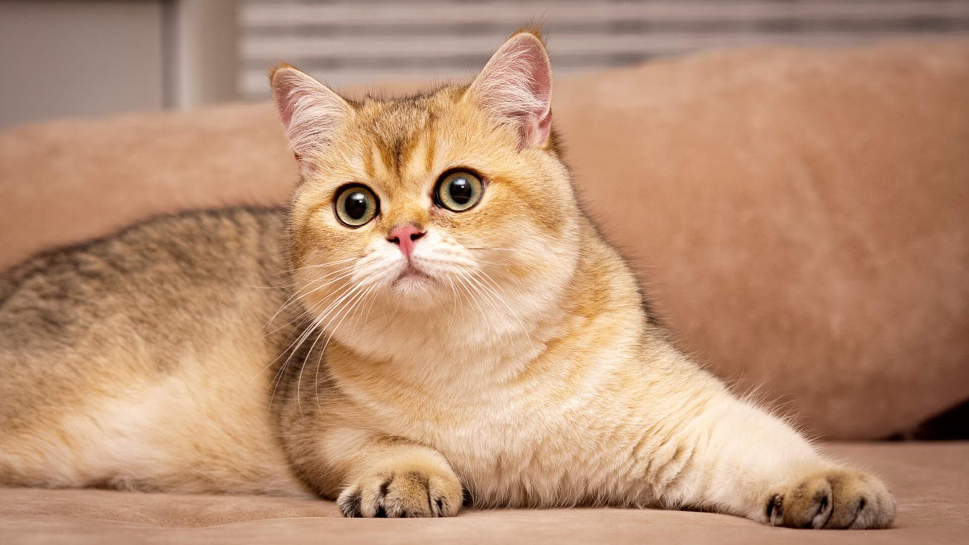 Фото кошек золотая шиншилла