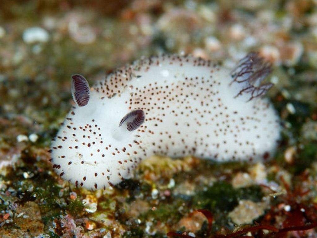 Морской кролик, Jorunna Parva.