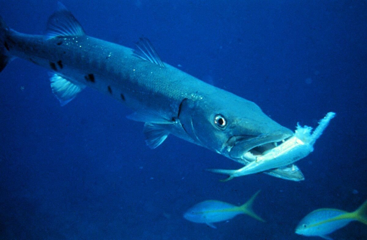 Мелкая хищная рыба. Морская щука Барракуда. Барракуда (сфирена). Рыба большая Барракуда. Барракуда рыба в индийском океане.