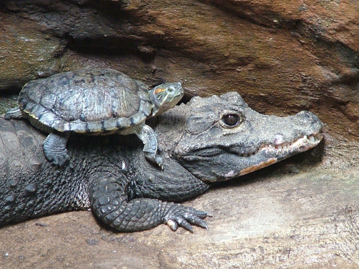 Отряды пресмыкающихся черепахи. Крокодил и грифовая черепаха. Крокодил Аллигатор грифовая черепаха. Аллигаторская черепаха. Крокодиловая черепаха.
