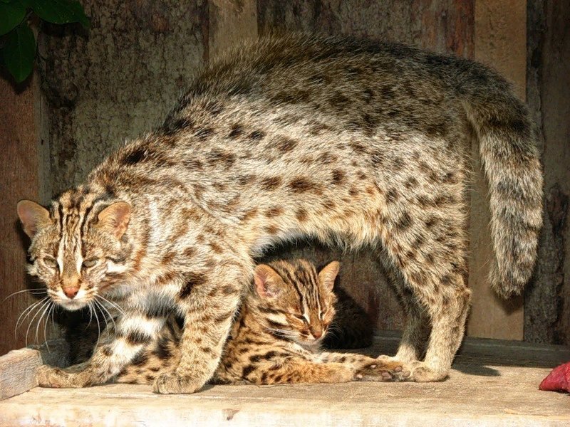 Животные тома. Дальневосточный Амурский Лесной кот. Амурский камышовый кот. Дальневосточный Лесной кот (Prionailurus bengalensis euptilurus). Дальневосточный Лесной кот (леопардовая кошка)..