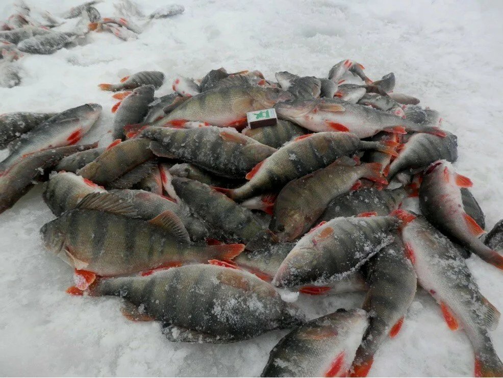 русский улов