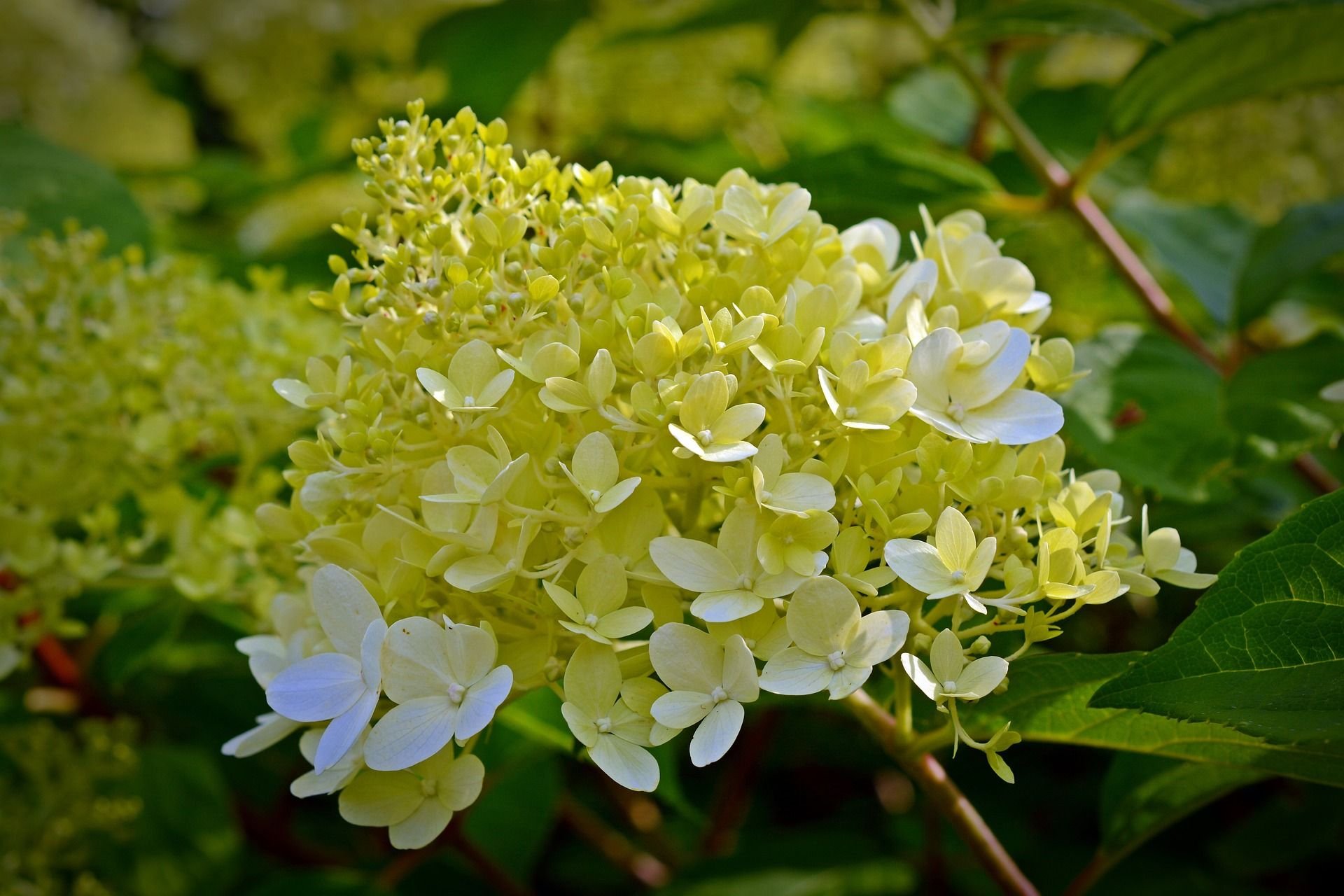 Гортензия метельчатая белые цветы