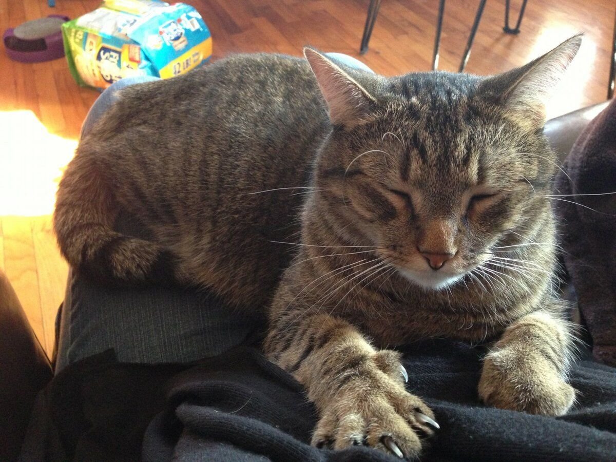 Кошка мнет живот. Кот топчется. Кошка топчет лапками. Лапка котика топчет одеяло. Обиженная кошка.