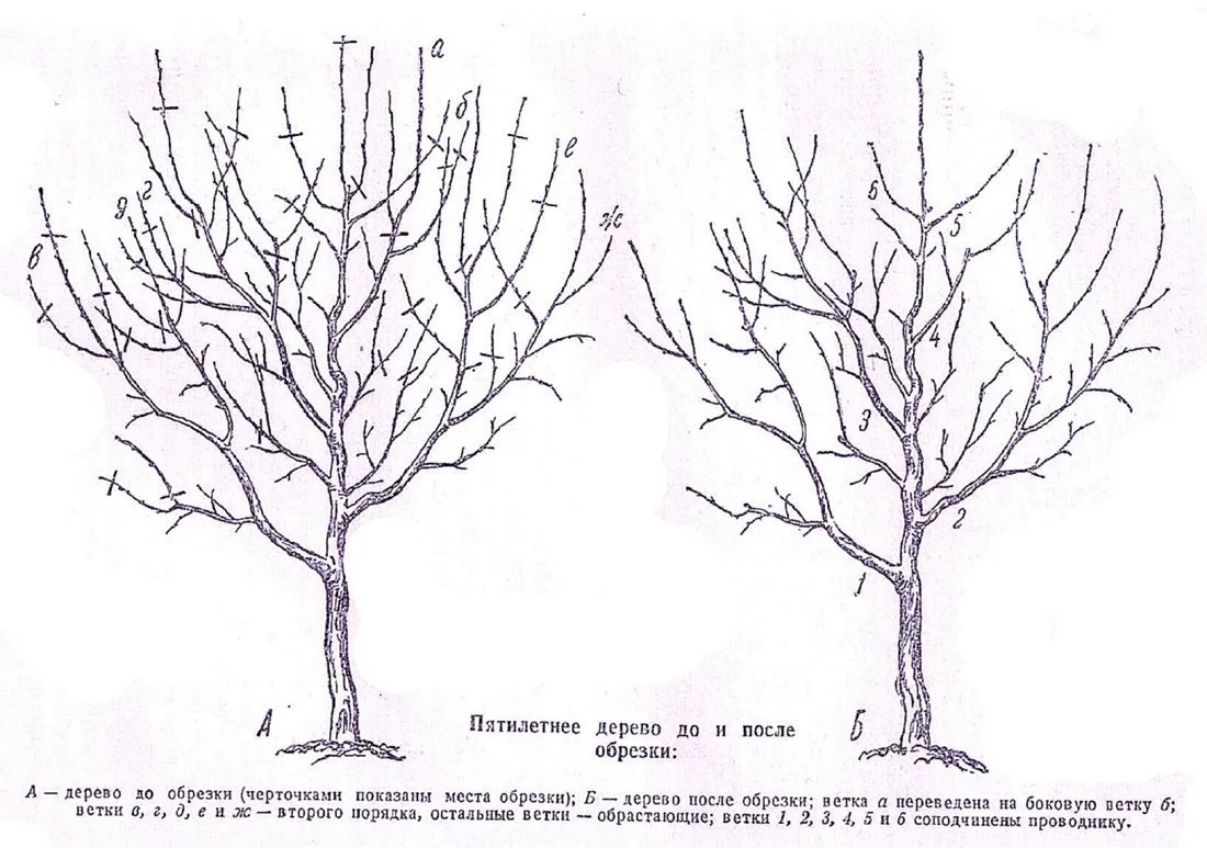Как обрезать старые деревья. Подрезка яблонь весной схема. Схема обрезки яблони. Схема обрезки яблони весной. Обрезка яблони весной схема.