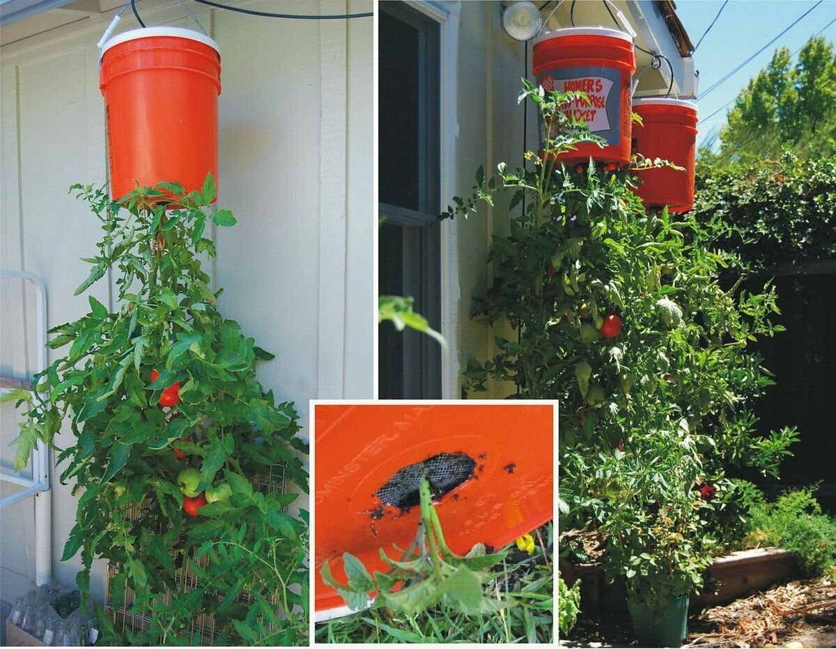 Методы выращивания помидоров. Помидоры вверх тормашками. Помидоры вверх ногами. Вертикальная посадка помидоров. Выращиваем помидоры вниз головой.