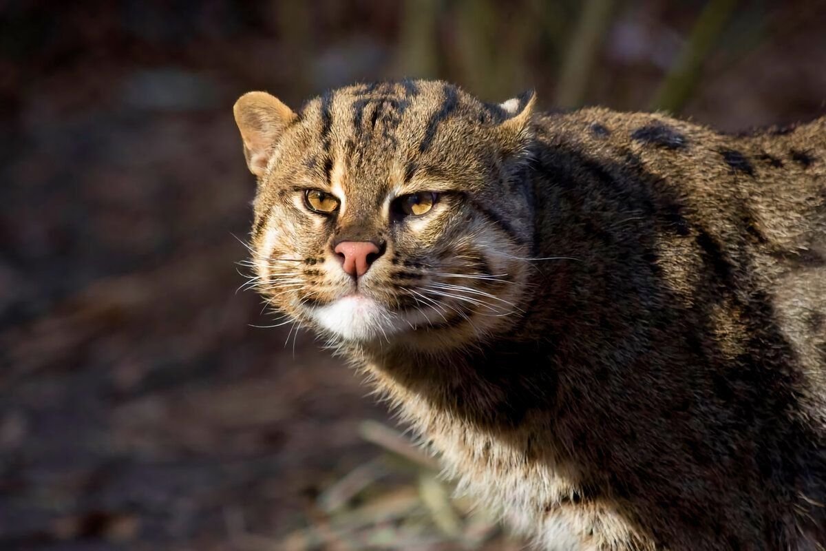 Fishing Cat