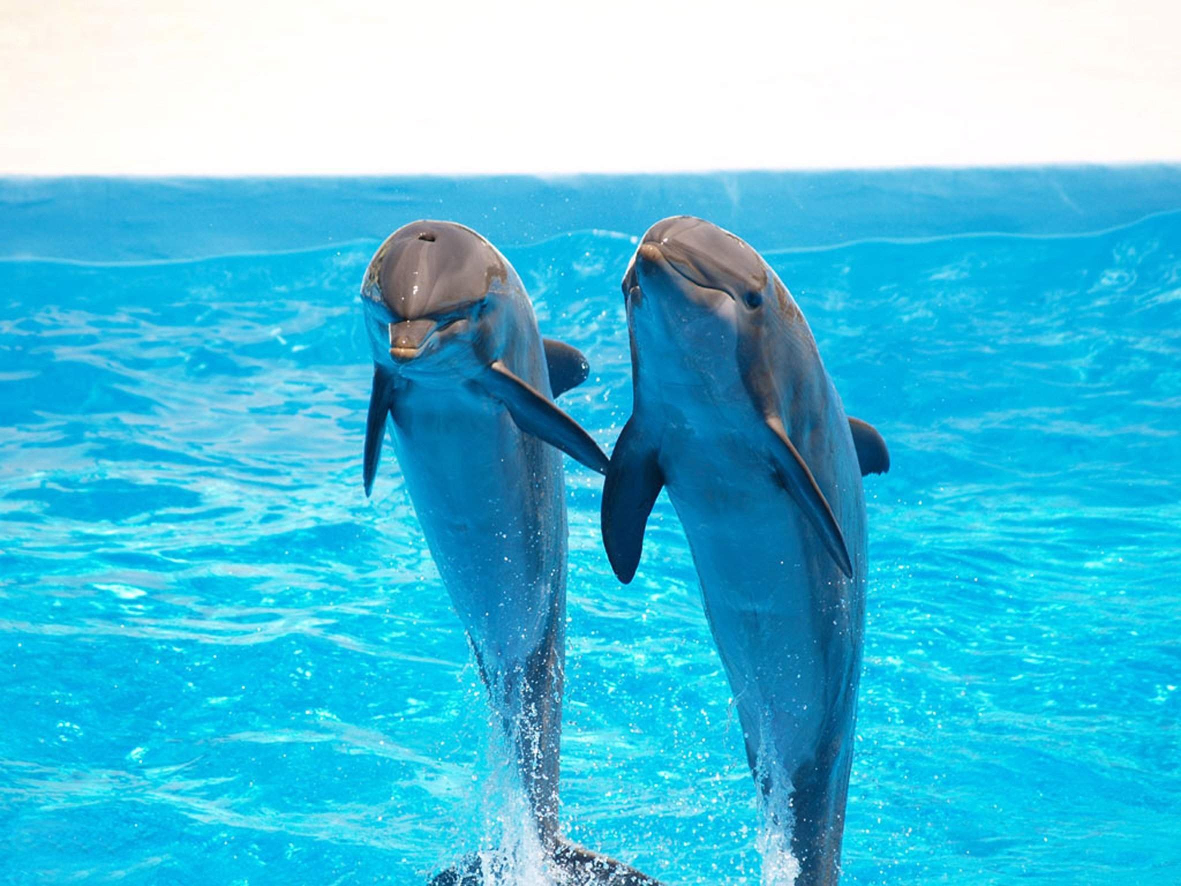Счастливый Дельфин