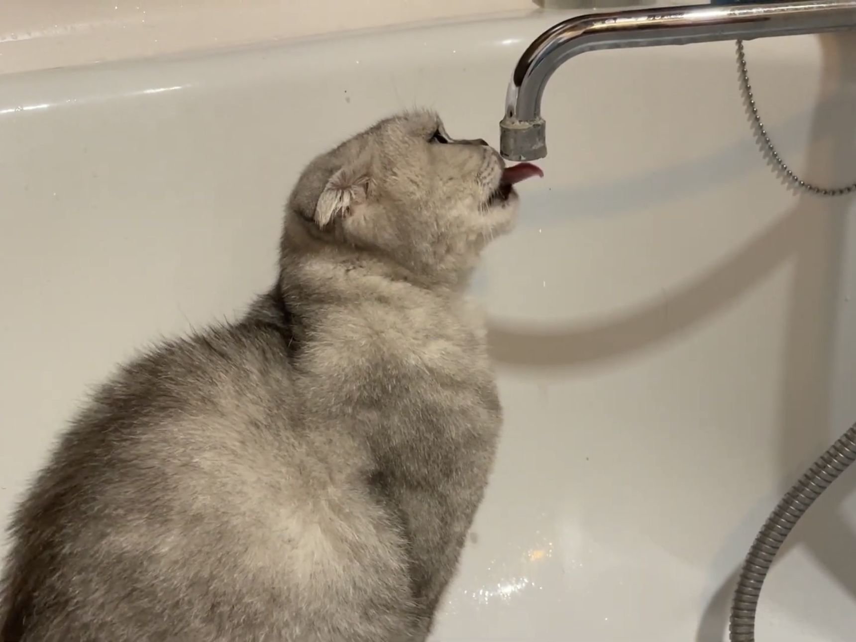 Вода бежит в ванне. Нет воды. Кот пьет воду из под крана. Котик лижет воду из под крана. Кот пьет яйцевую воду.