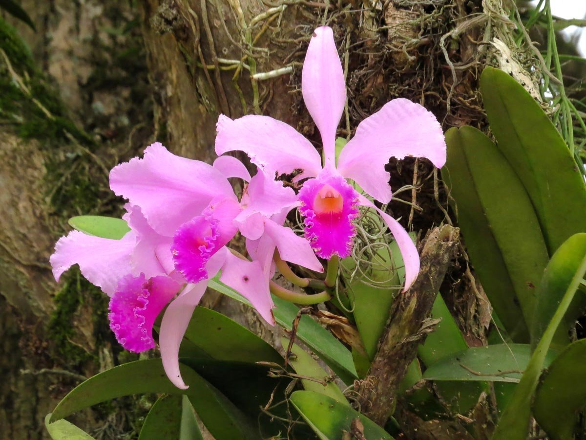 Hazard орхидея фото