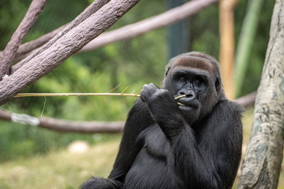 Животное северного ледовитого океана. Подавляющее большинство животных. Брачное поведение животных. Кайнозойская мегафауна. Тигр всегда прав.