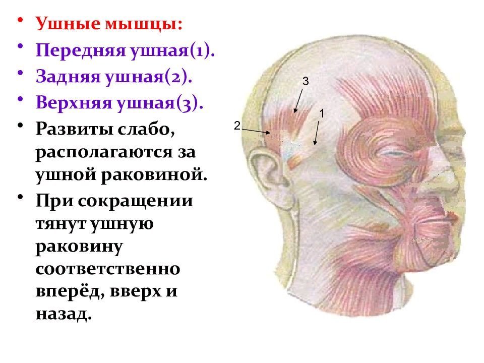 Железы ушной раковины. Мышцы наружного уха анатомия. Мышцы окружающие слуховое отверстие. Передняя ушная мышца анатомия. Мышцы головы передняя ушная мышца.