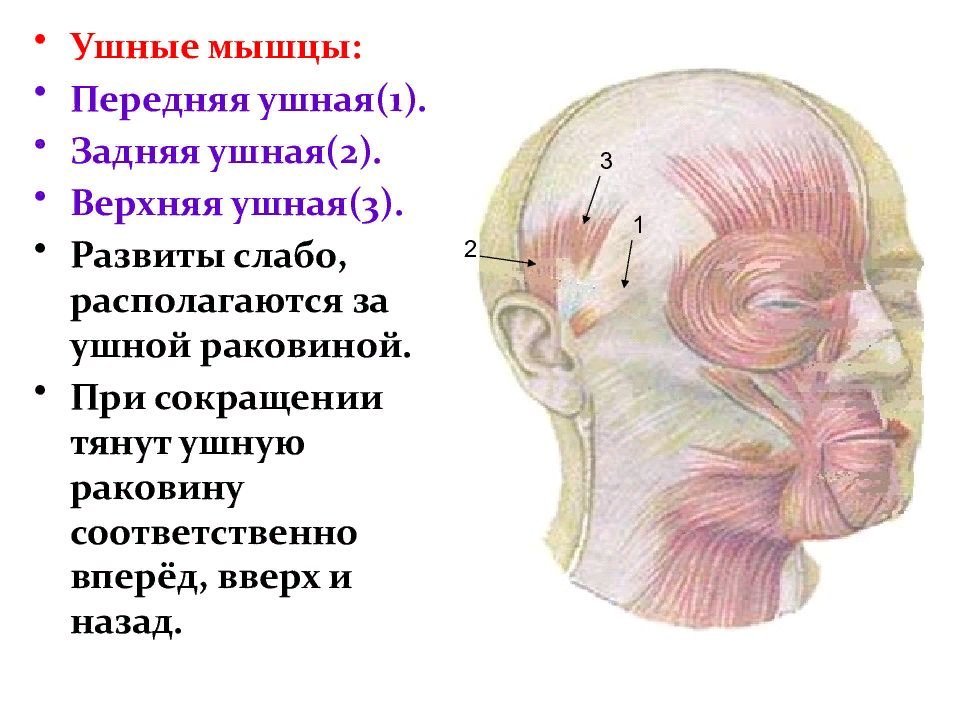 Массаж апоневроза головы