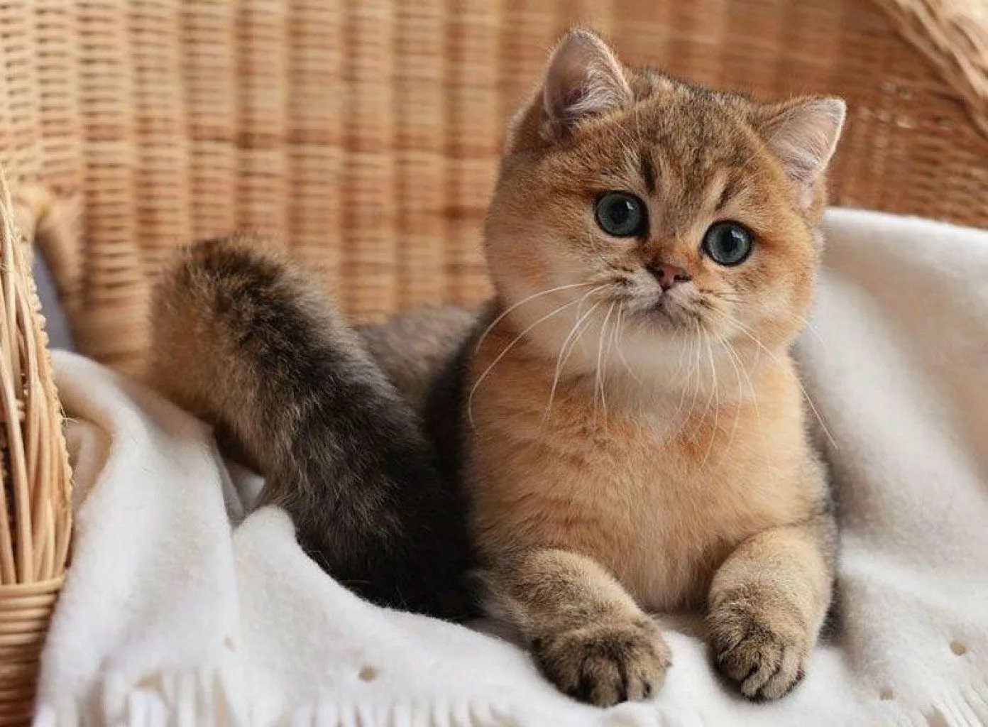 Кошка британец Золотая шиншилла