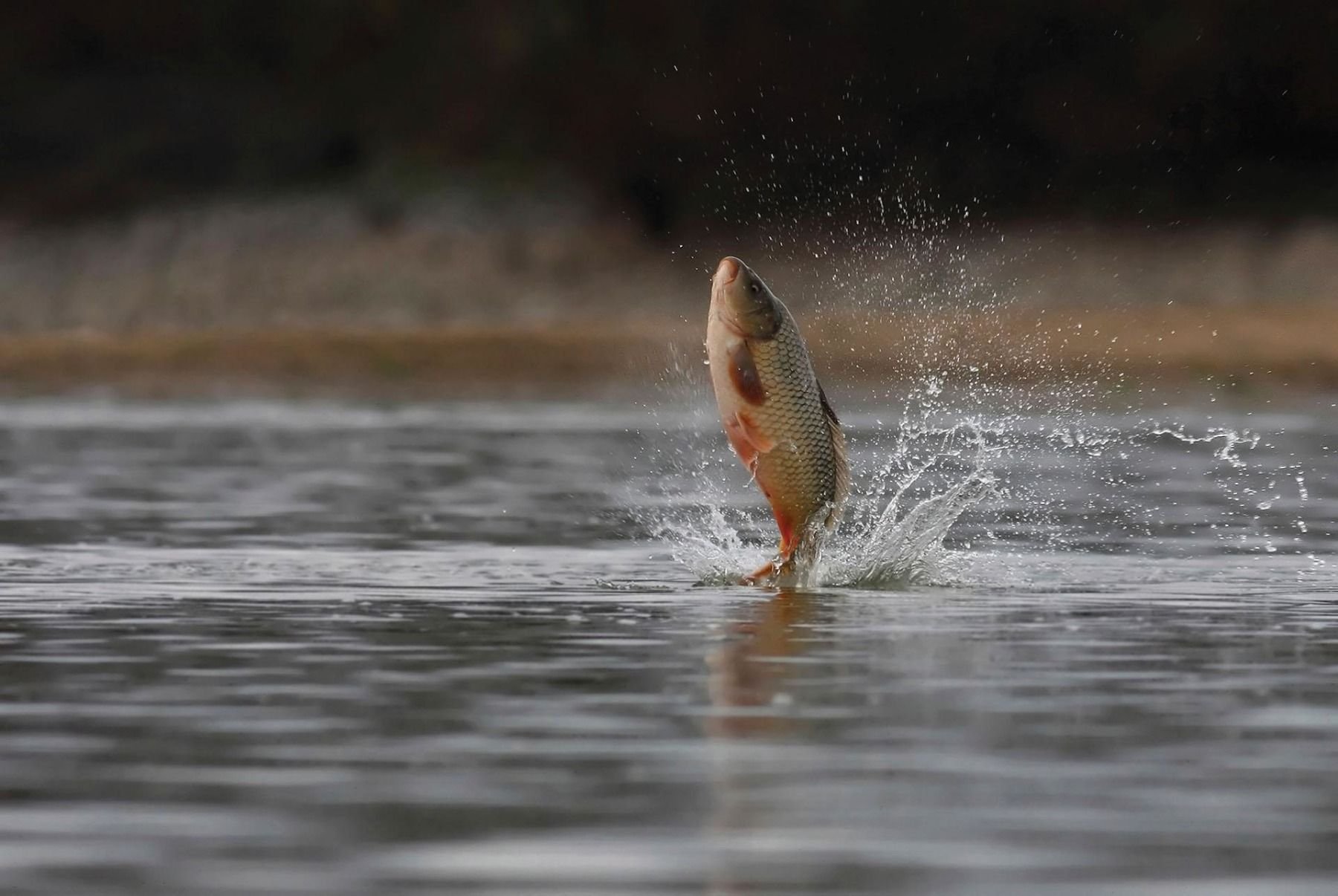 Рыба выпрыгивает из воды