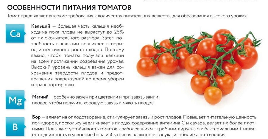 Схема внесения удобрений для томатов