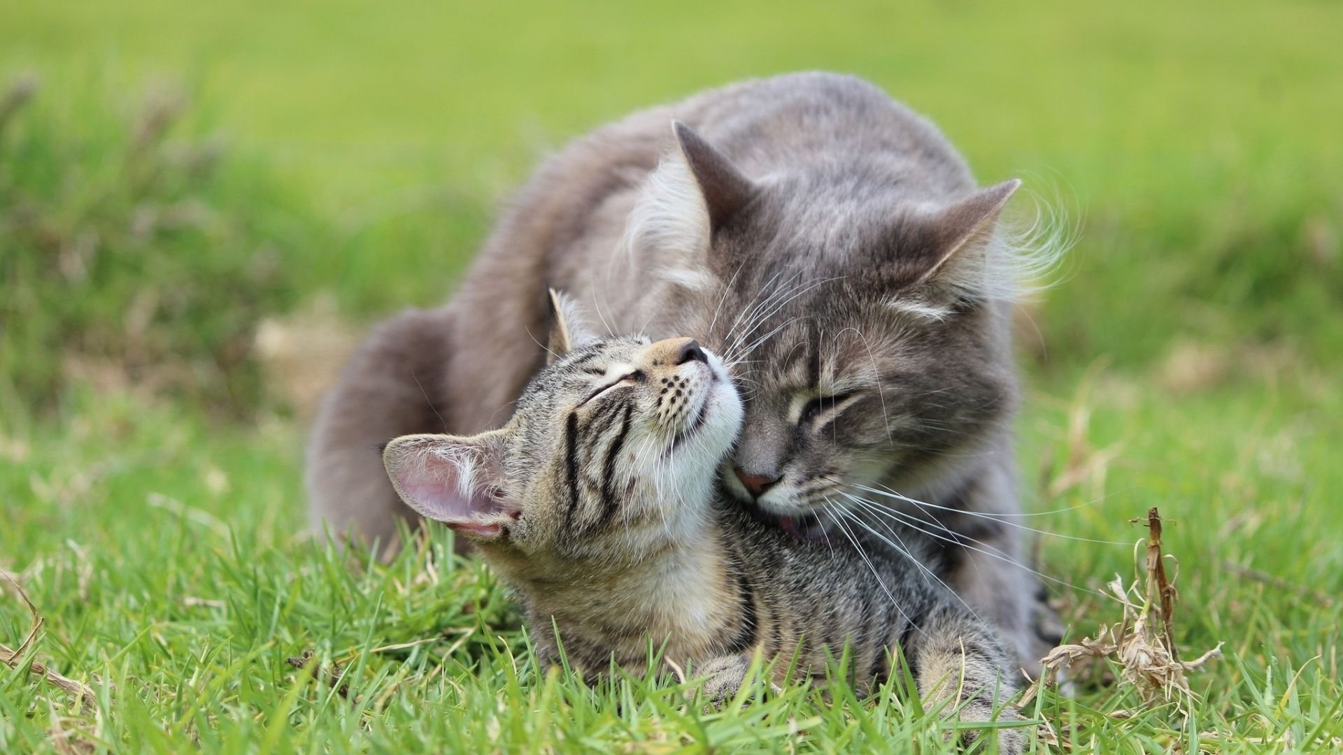 Кошки любовь. Котики обнимаются. Котики пара. Забота котики. Кошки облизывают романтика.