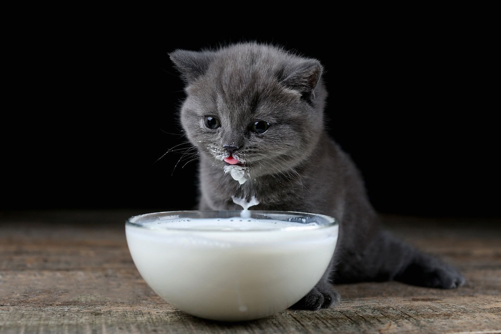 Можно котам кефир. Котенок пьет молоко. Котенок пьет молочко. Котенок лакает молоко. Котенок лакает молочко.