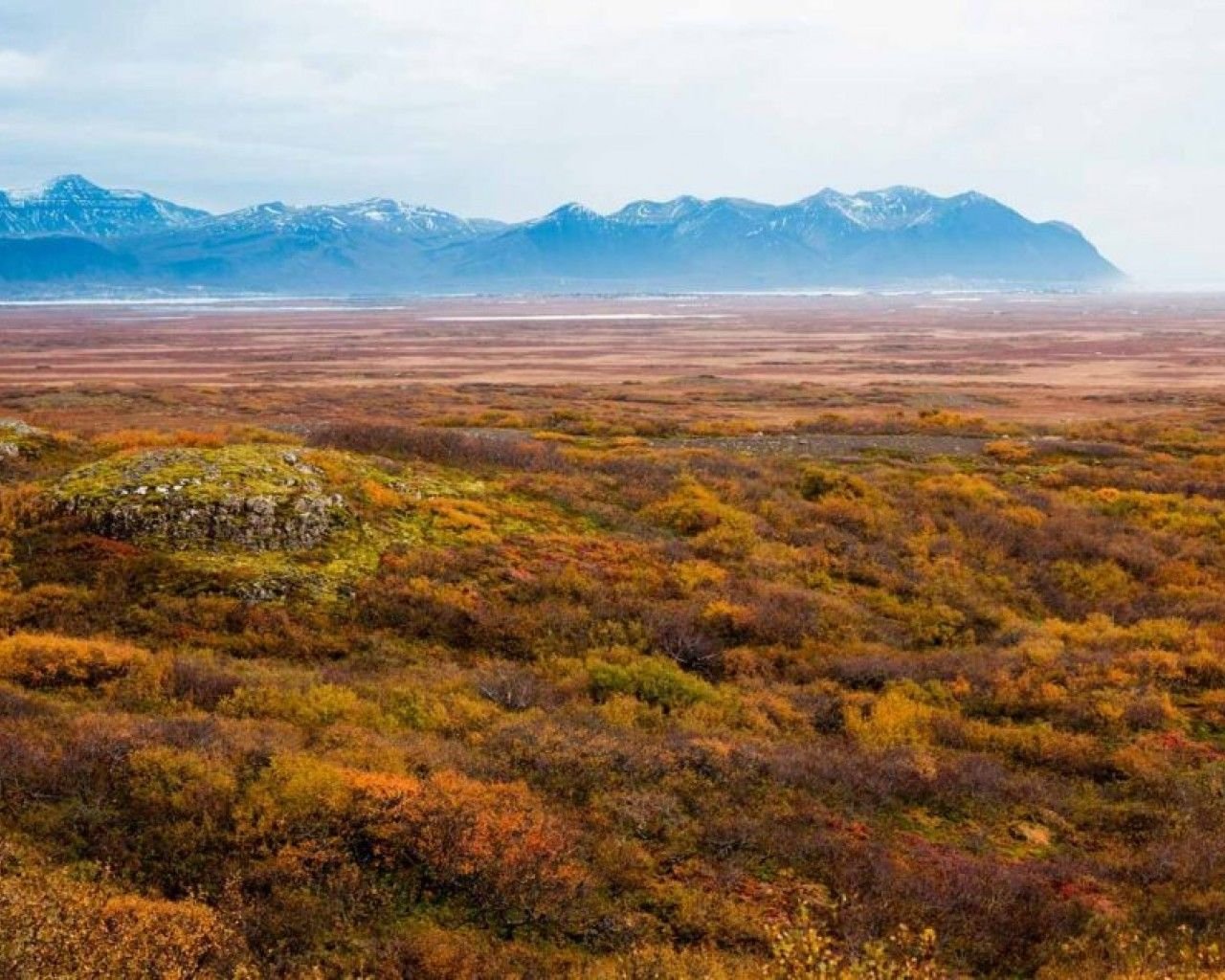 Арктическая Тундра