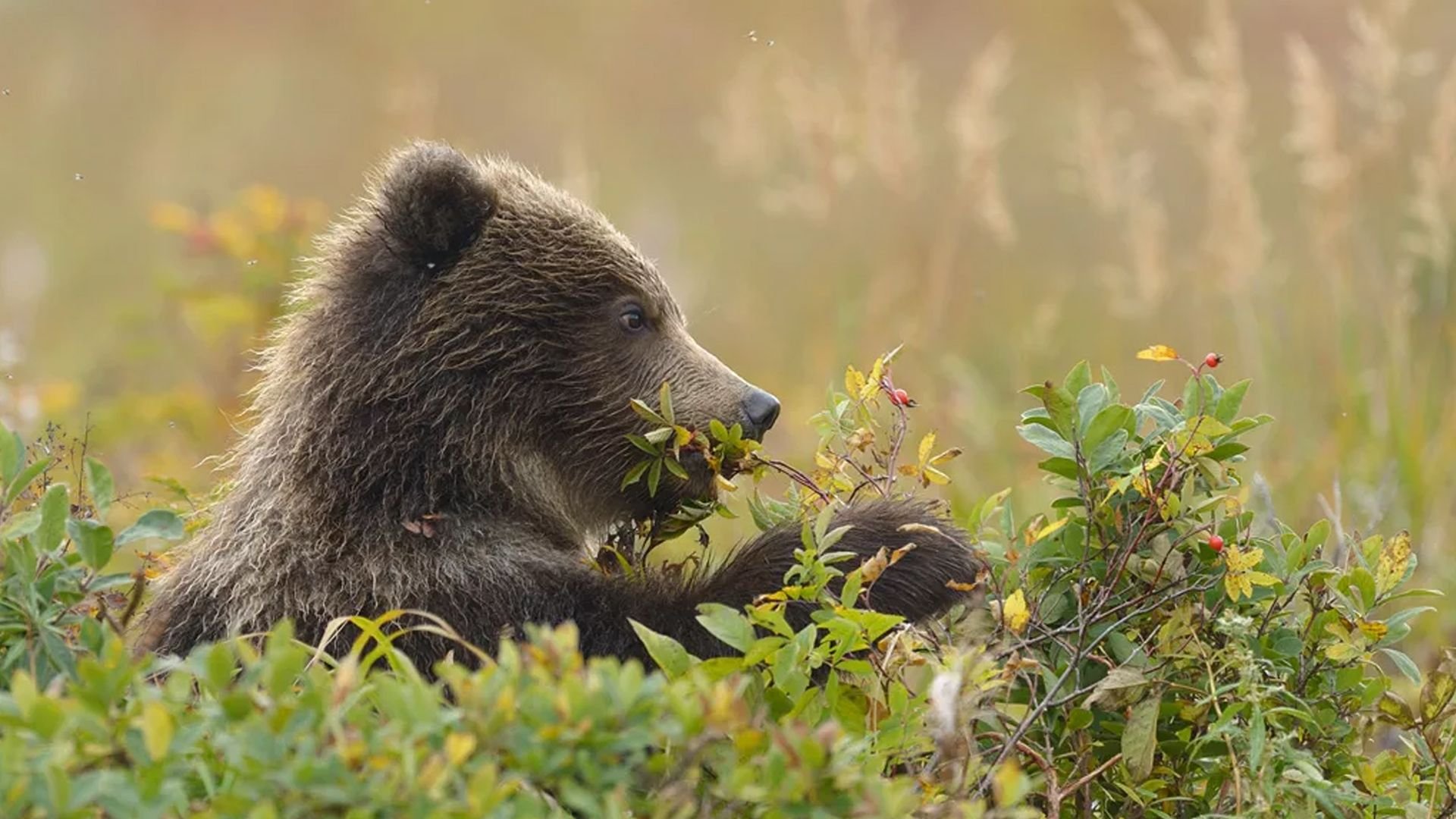 Бурый медведь ест ягоды