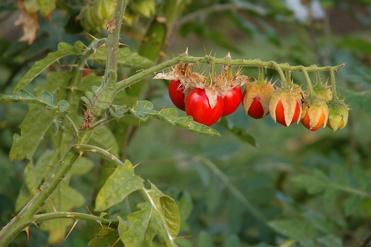 Solanum evolvulifolium