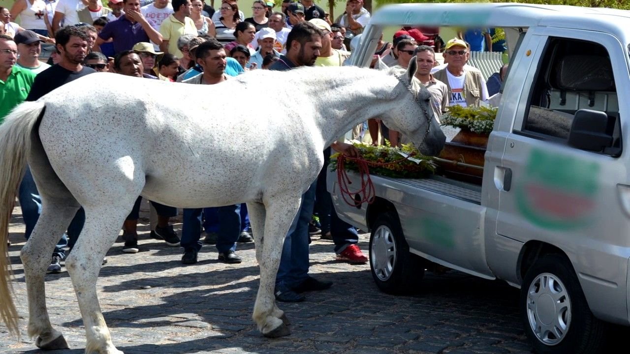 Конь пришел коня спросили. Двери с конем. Белая лошадь хозяин. Про коня василия. Прощание с лошадью.