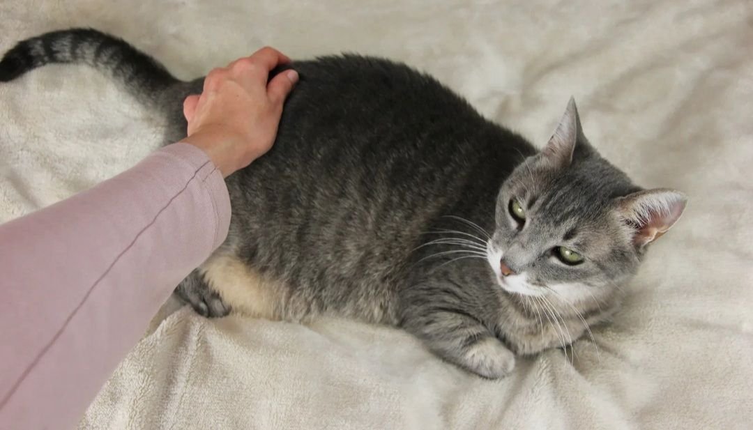 Где+можнотгладить+кота. Почему кошка не любит когда трогают. Погладь котенка. Рыжая кошка. Смешно про девочку с хвостиком.