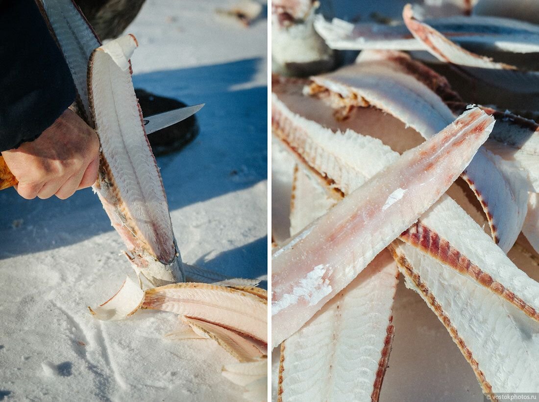 Строганина из семги. Якутская строганина. Муксун строганина. Муксун рыба строганина. Чир омуль строганина.