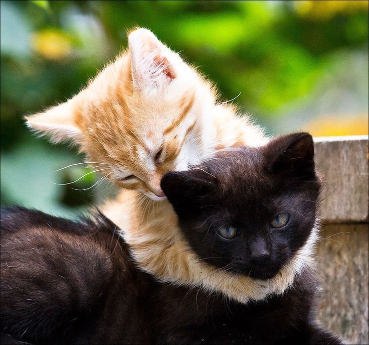 Друг кисы. Коты обнимаются. Рыжий и черный кот. Объятия животные. Кошки любовь.