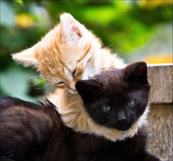 Коты обнимаются картинки