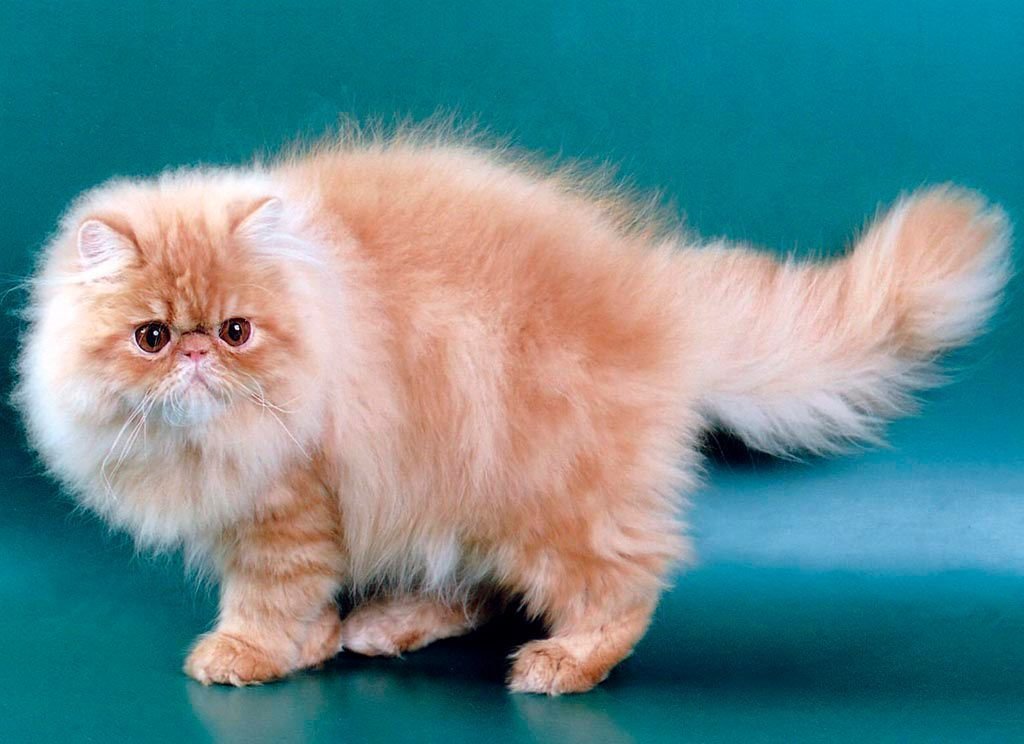 Коротко и длинношерстные кошки. Экзот шиншилла длинношёрстная. Персидский экзот длинношерстный. Персидская длинношерстная кошка. Персидская длинношерстная шиншилла.