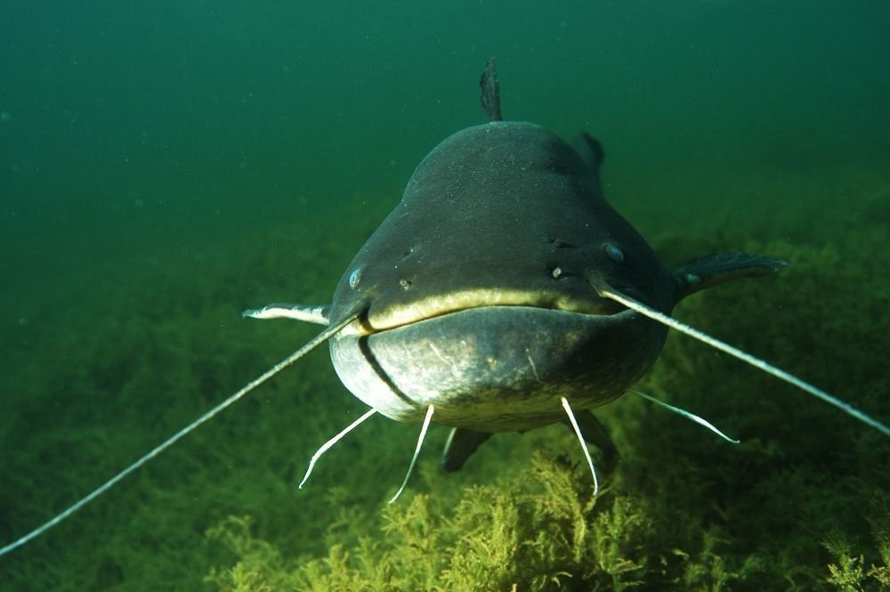 Повадки сома в зависимости от температуры воды: полезная информация для ...