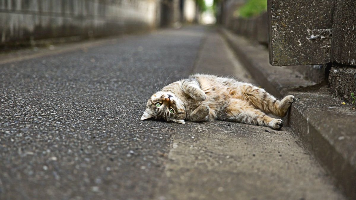 Сбитые кошки на дороге. Кот на дороге. Кот валяется на дороге. Котенок на дороге.
