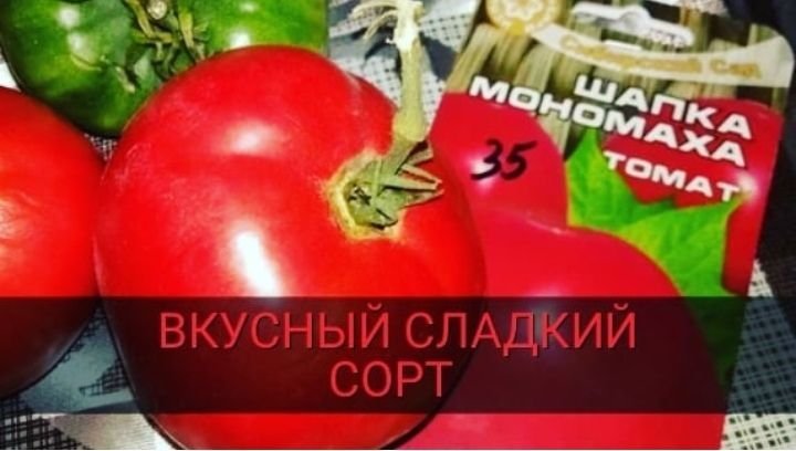 Томат шапка мономаха характеристика фото