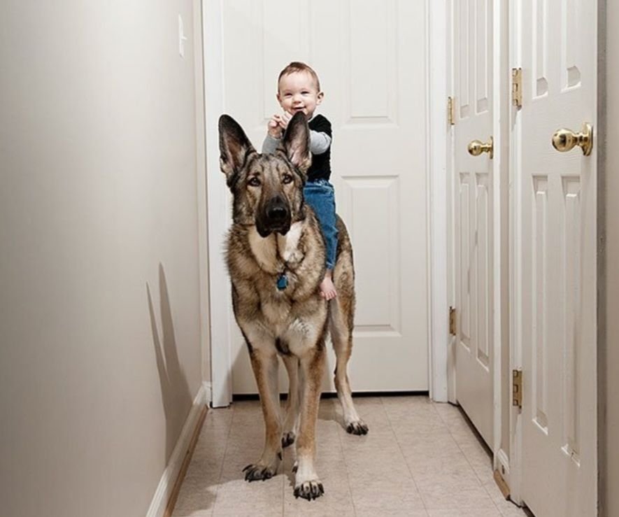 Ребенок жил с собакой. Домашние животные для квартиры. Собаки для квартиры. Большая собака в квартире. Собаки для квартиры средних.
