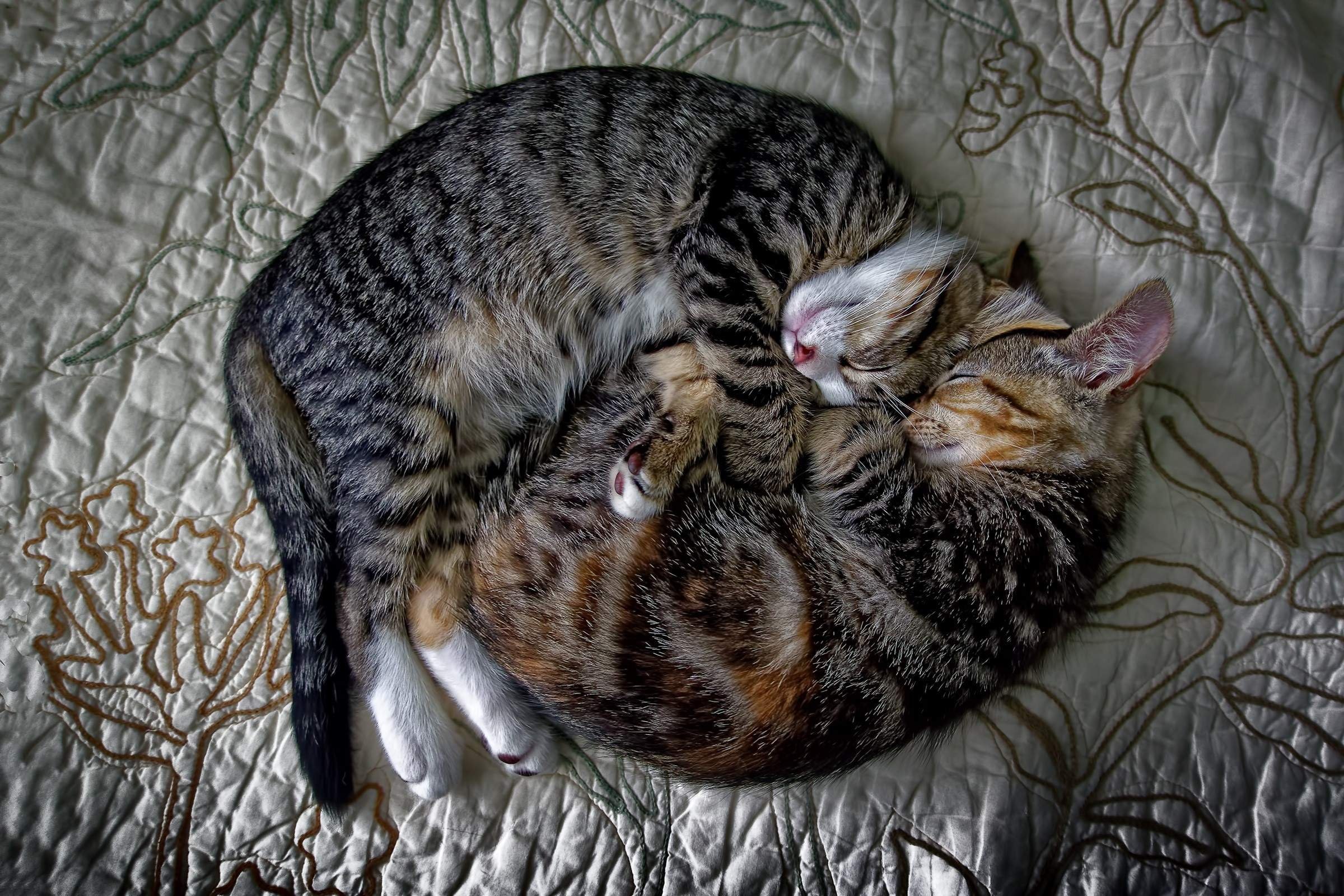 Спящие кошки фото