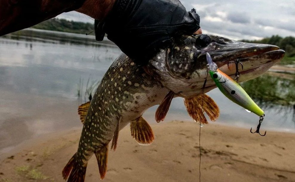щука обыкновенная нерест. лучший живец на щуку. щука атакует. глаза щуки. морда щуки.