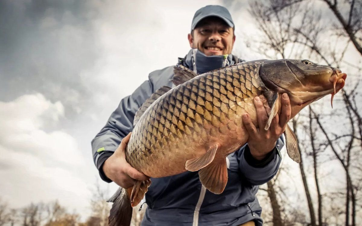 Золотой сазан поливаново. Сазан балиқ. Сазан и карп. Рыба карп. Рыболовная сазан.
