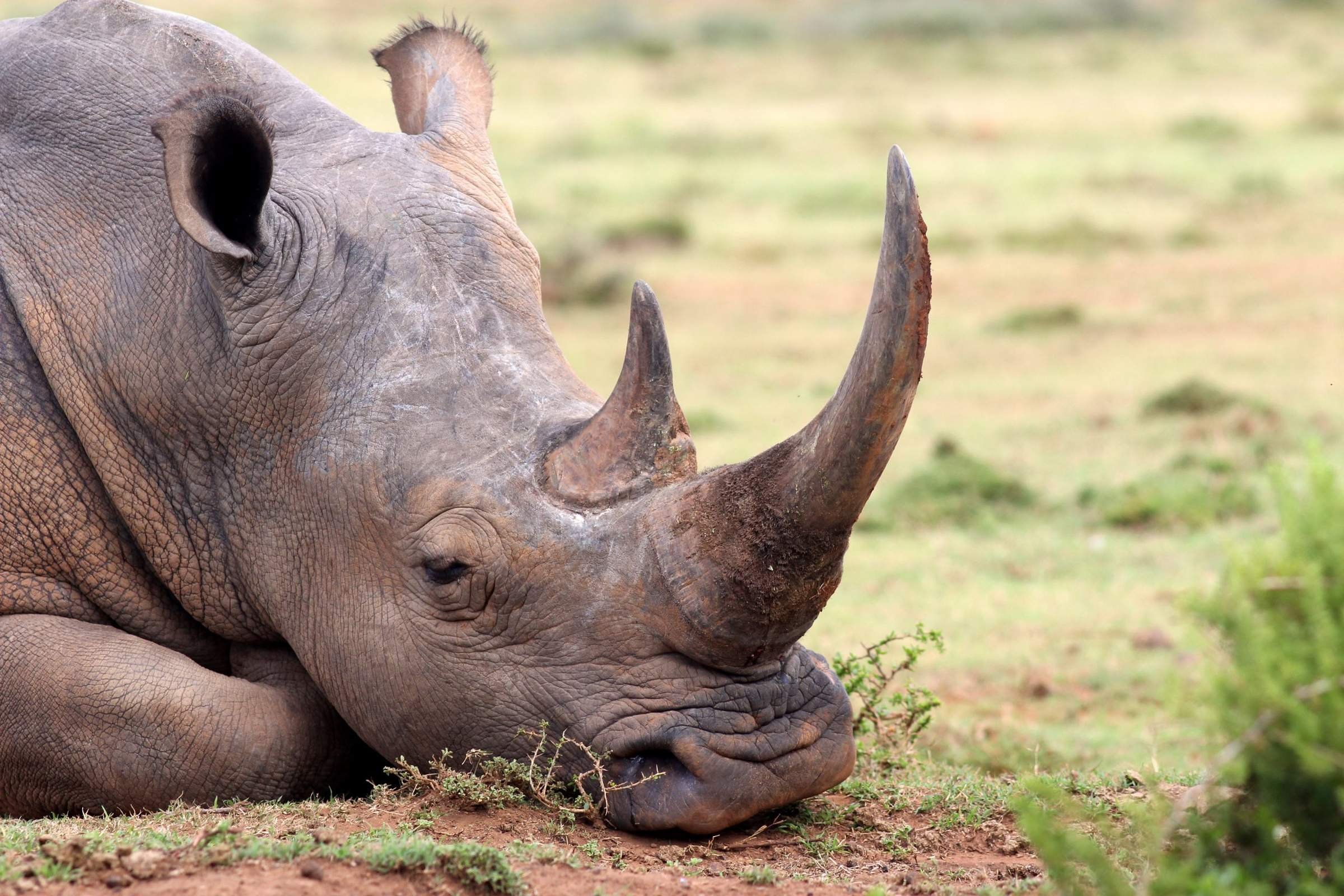 Как называют носорога. Розовый носорог. Нос носорога.