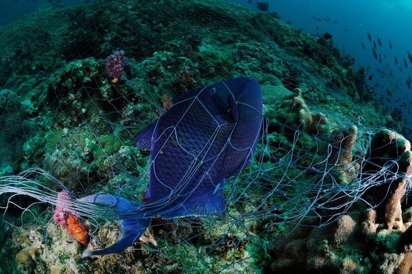 Защита океана. Акулий промысел Аравийского моря. Обитатели Аравийского моря. Подводный мир Аравийского моря. Сеть в море.