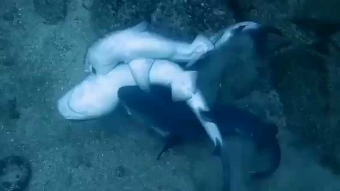 Female shark x male. Рыбы совокупляются. Дельфины спариваются. Акула самка.