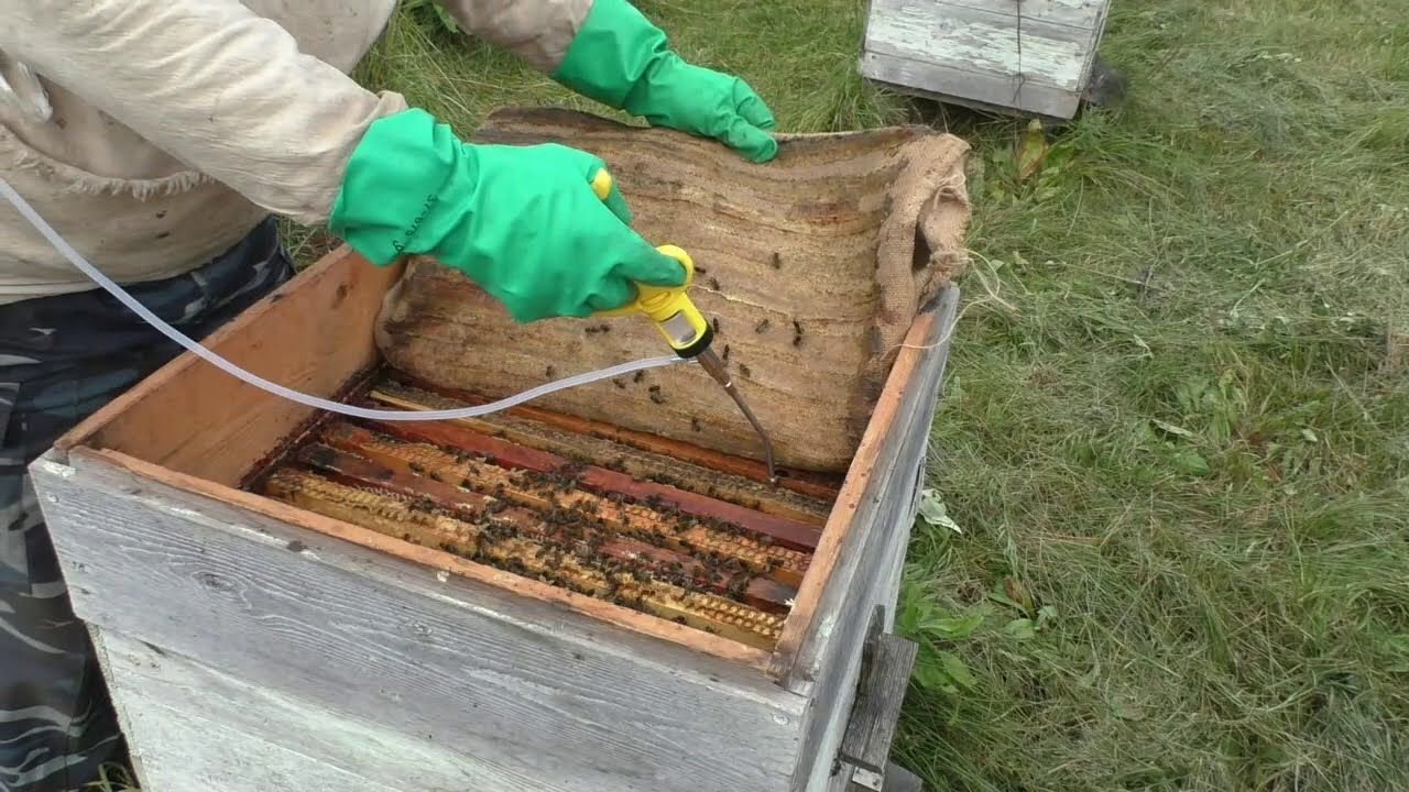 Обработка пчел бипином. Обработка пчел от клеща бипином. Обработка пчел от клеща осенью. Обработка пчелосемьи от клеща.