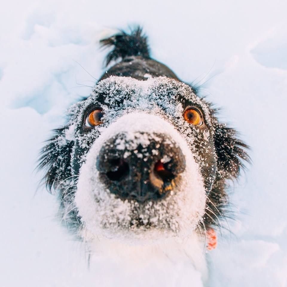 Собака снежок. Животные в снегу. Собака зима. Мордой в снег. Собачка в снегу.