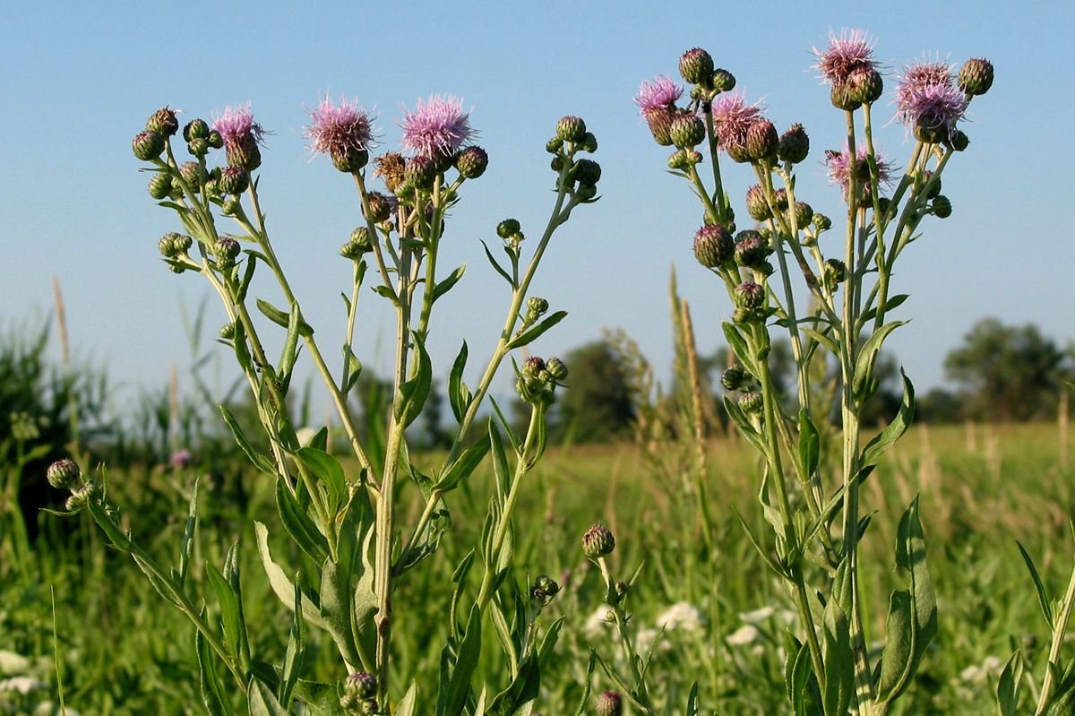 полевые сорняки. полевые сорняки. бодяк полевой (осот розовый) cirsium arvense. бодяк обыкновенный (cirsium vulgare). полевые сорняки.