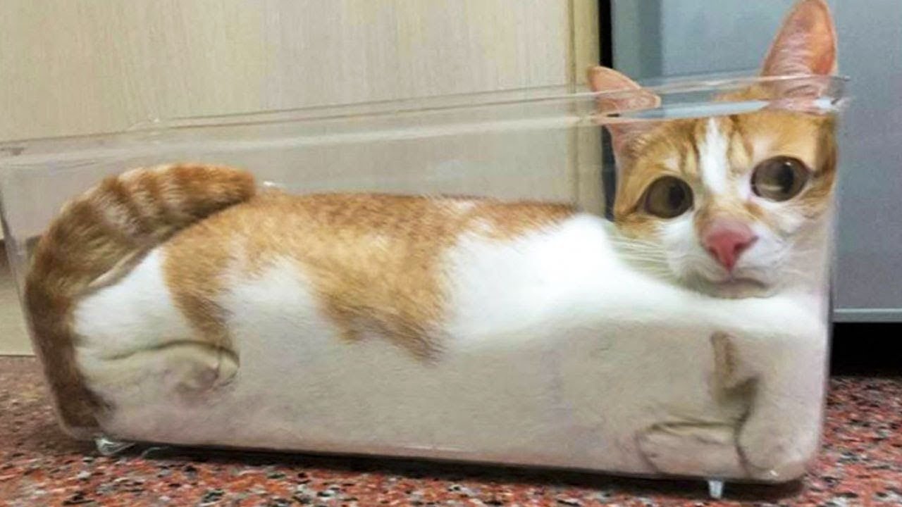 Смешные коты картинки до слез